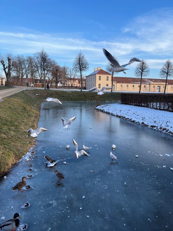 A frozen pond with ducks and seagulls, surrounded by bare trees and buildings in the background.