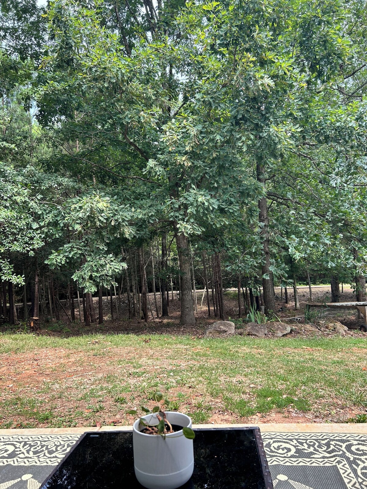 Photo 23 of WOODLAND APARTMENT - An open concept 1-bedroom in charming Travelers Rest