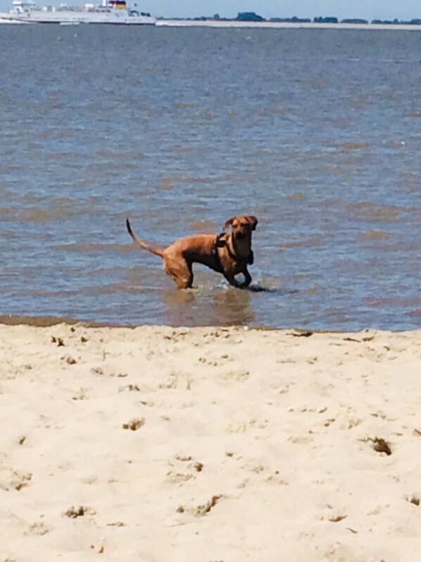 Beach - Beautiful vacation apartment Lütje Campen in East Frisia with dog near the lighthouse (Krummhörn)