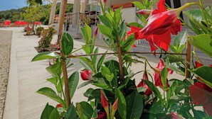 Un hotel con balcón, palmeras y flores rojas.