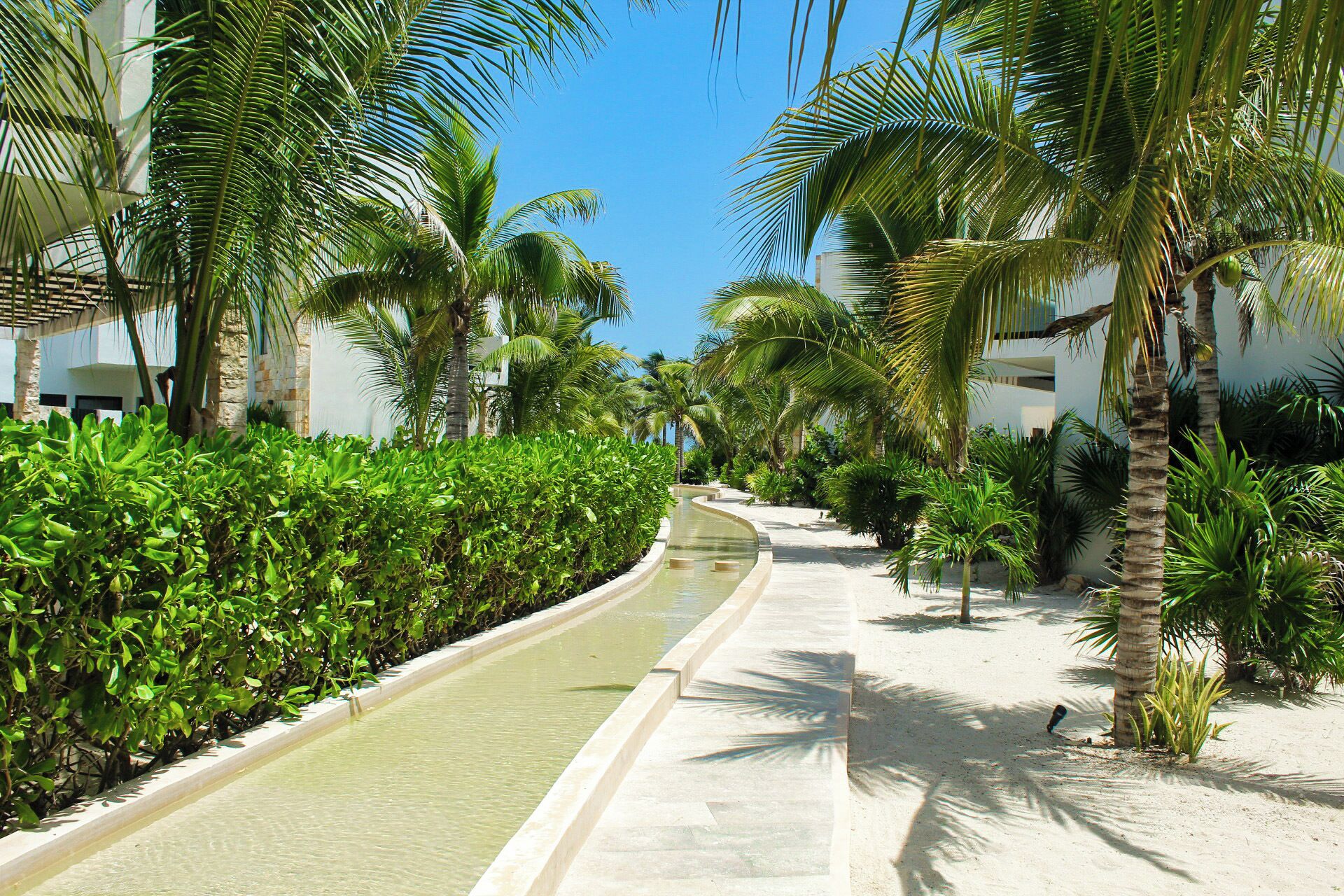 A pathway lined with palm trees and a water feature, leading to a building with a white facade.