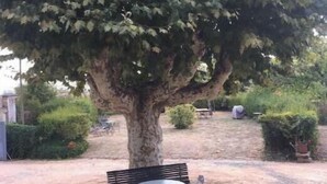 A tree with a bench and table in a garden area. - House in Beaujolais village (Régnié-Durette)