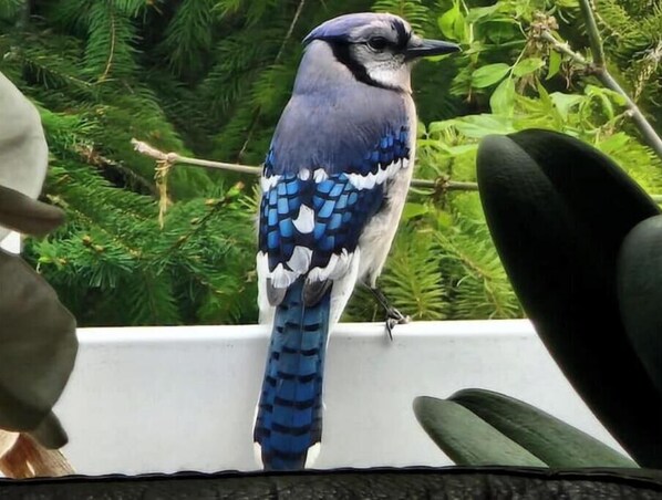 A blue jay perches on a railing surrounded by lush greenery.