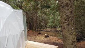 A tent with a wooden platform, surrounded by trees and a small stream.