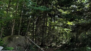 Ein kreisförmiger Feuerkorb aus Stein, umgeben von einer Steinmauer in einem bewaldeten Gebiet.