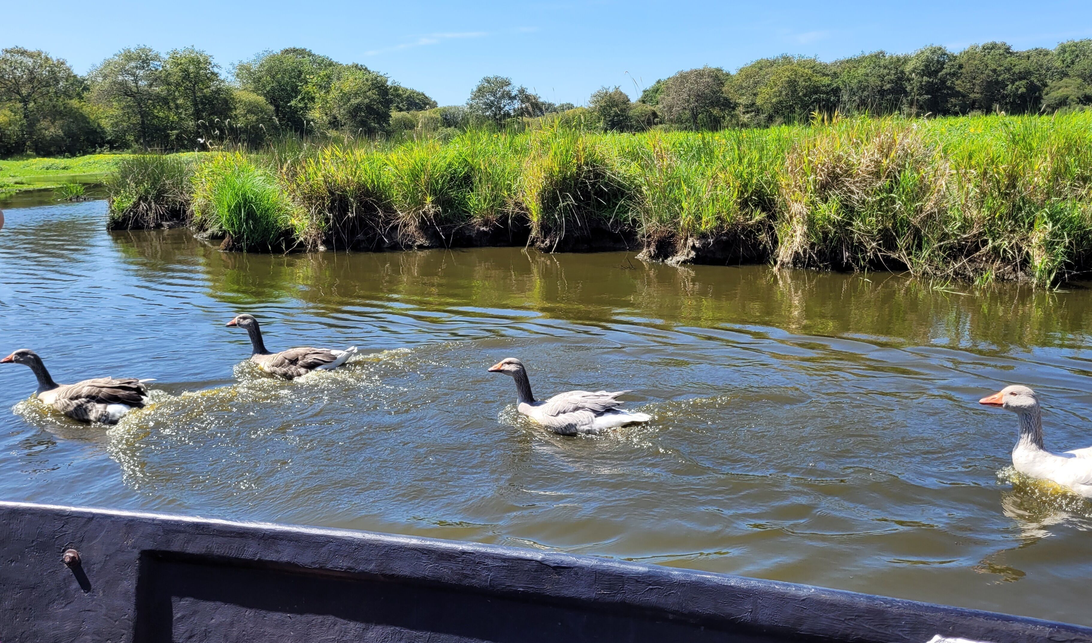 Een rivier met eenden, omringd door begroeiing en bomen.