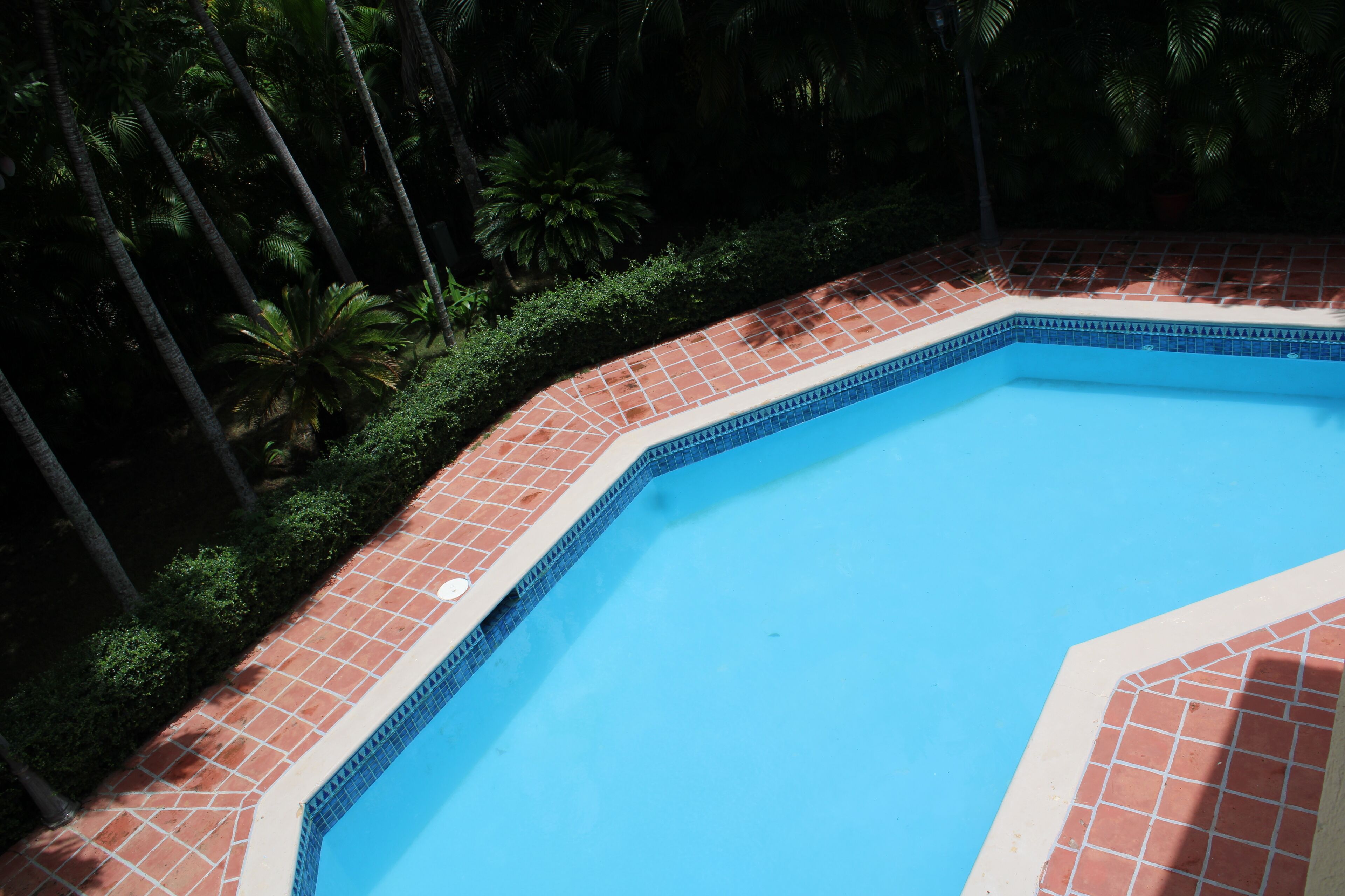 Una piscina con borde de azulejos, rodeada de exuberante vegetación y altas palmeras.