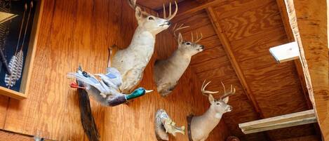 A wooden interior with mounted animal heads, a framed picture, and a shoe rack.