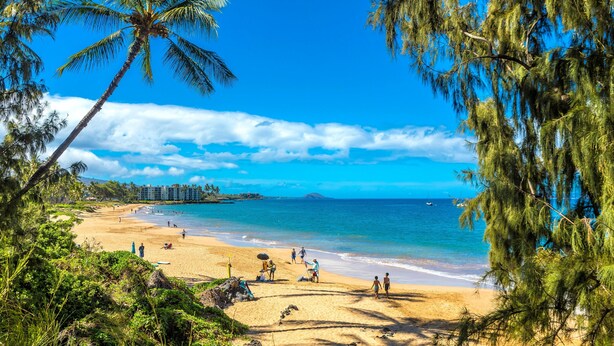 Una playa con palmeras, cielo azul despejado y mar.