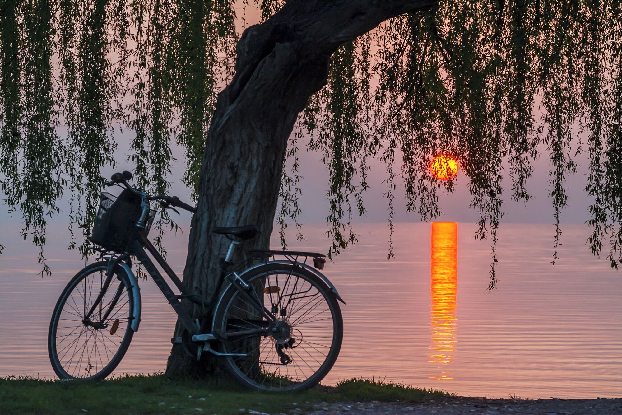 A bicycle parked under a tree by a calm body of water during sunset.