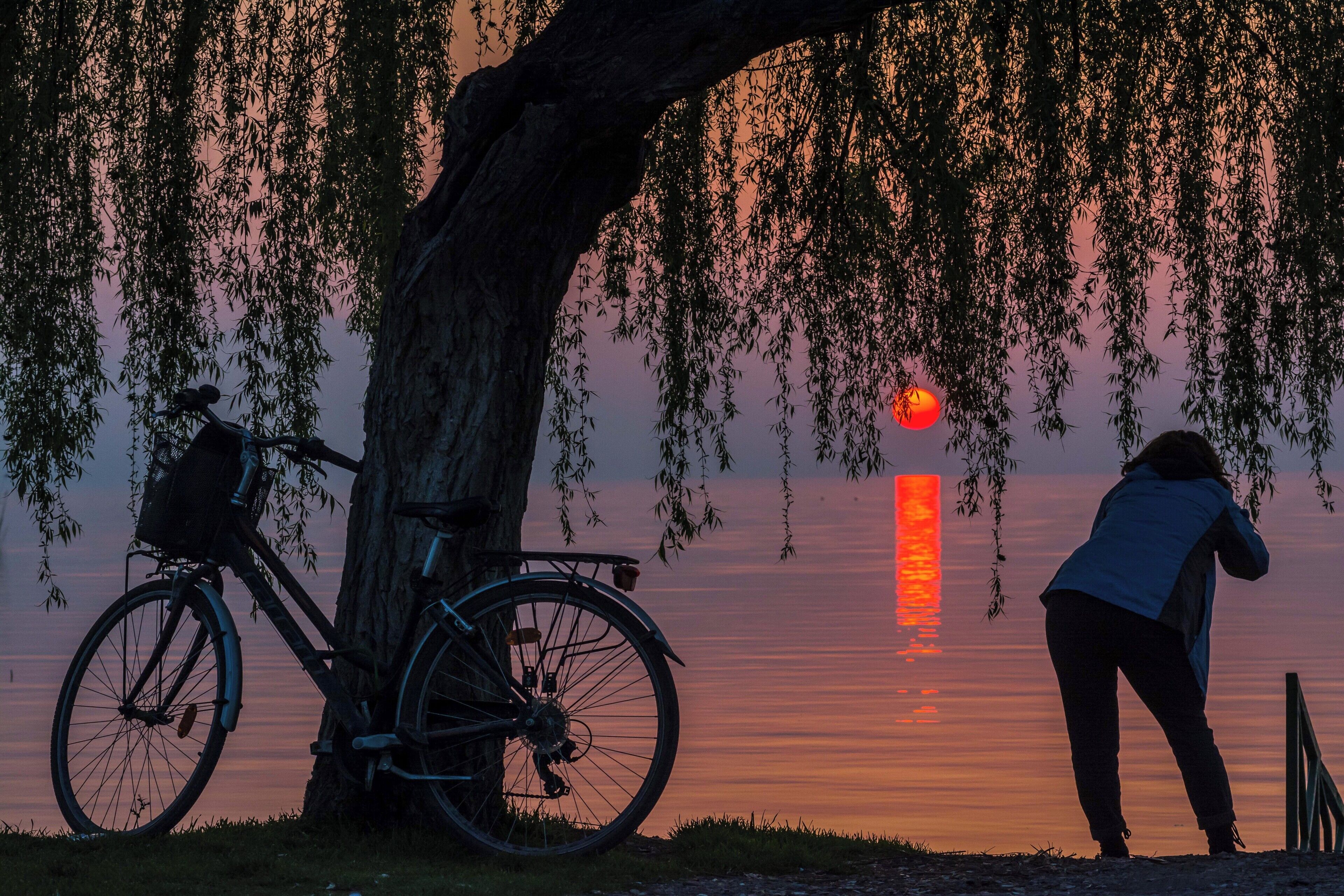 A bicycle parked under a tree with a sunset in the background.