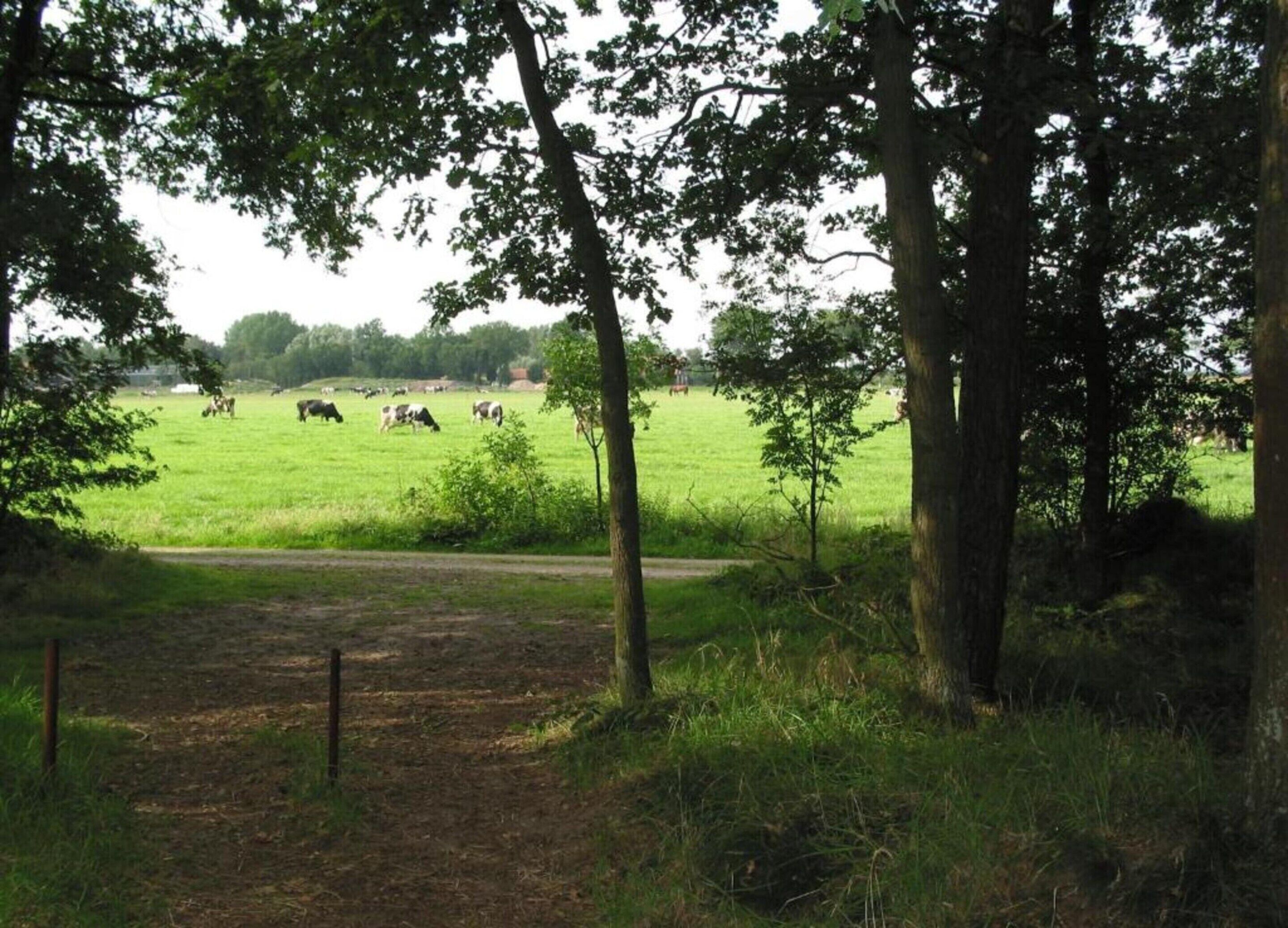 Un paysage rural avec un sentier qui mène à un champ où des vaches paissent.