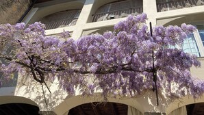A building with a balcony and a tree with purple flowers.