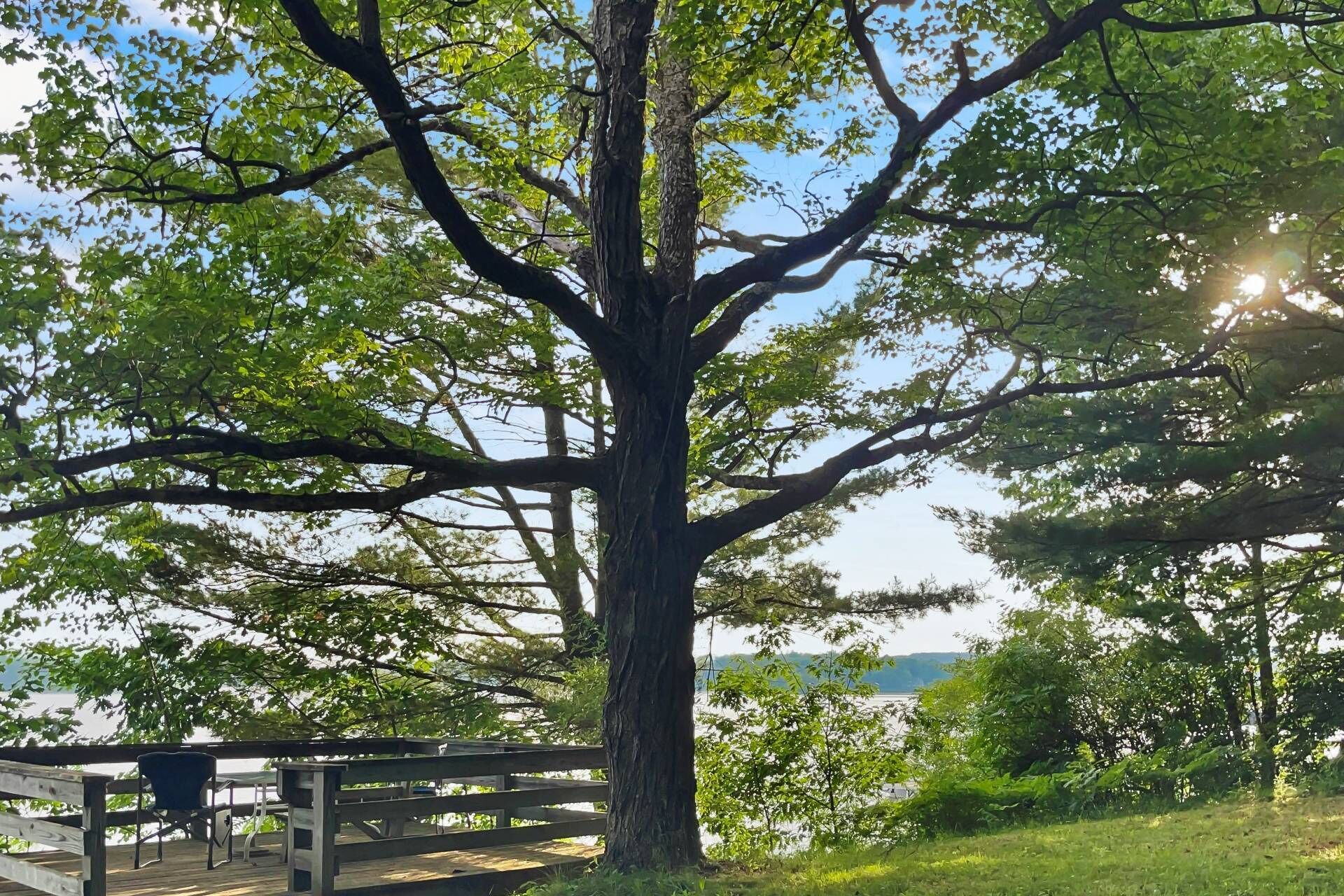 Un gran árbol con una terraza de madera y sillas frente a una masa de agua.