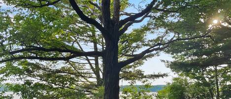 Un gran árbol con una terraza de madera y sillas frente a una masa de agua.