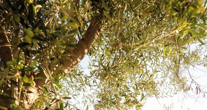 Eggplant apartment in villa with swimming pool, sea village Scoglitti