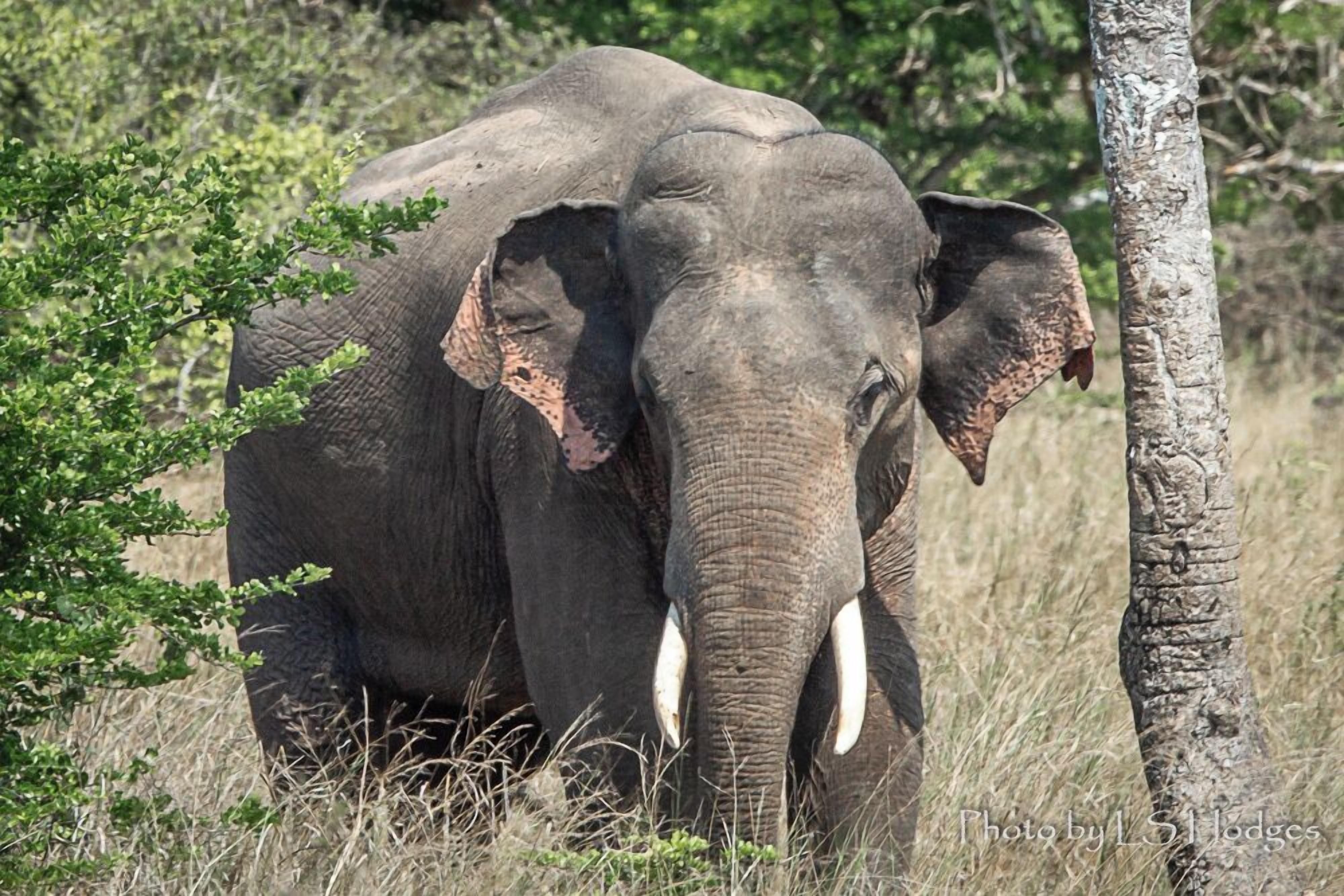 An elephant standing next to a tree in a natural setting.