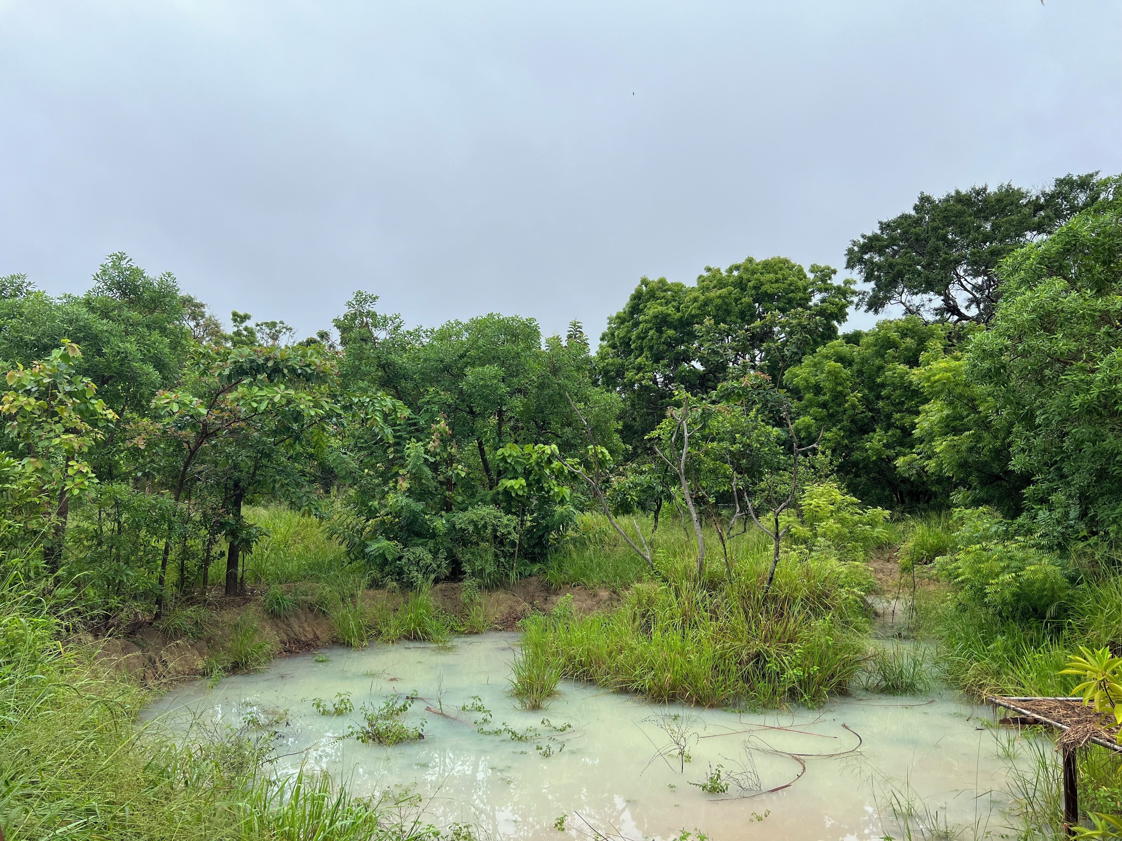Eine natürliche Landschaft mit einem Gewässer, umgeben von üppiger Vegetation und Bäumen.
