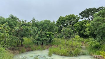 A natural landscape with a water body surrounded by dense greenery and trees.