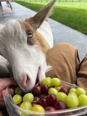 Pet-friendly