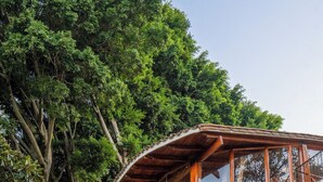 A wooden cabin with large windows and a stone foundation, surrounded by lush greenery and trees.