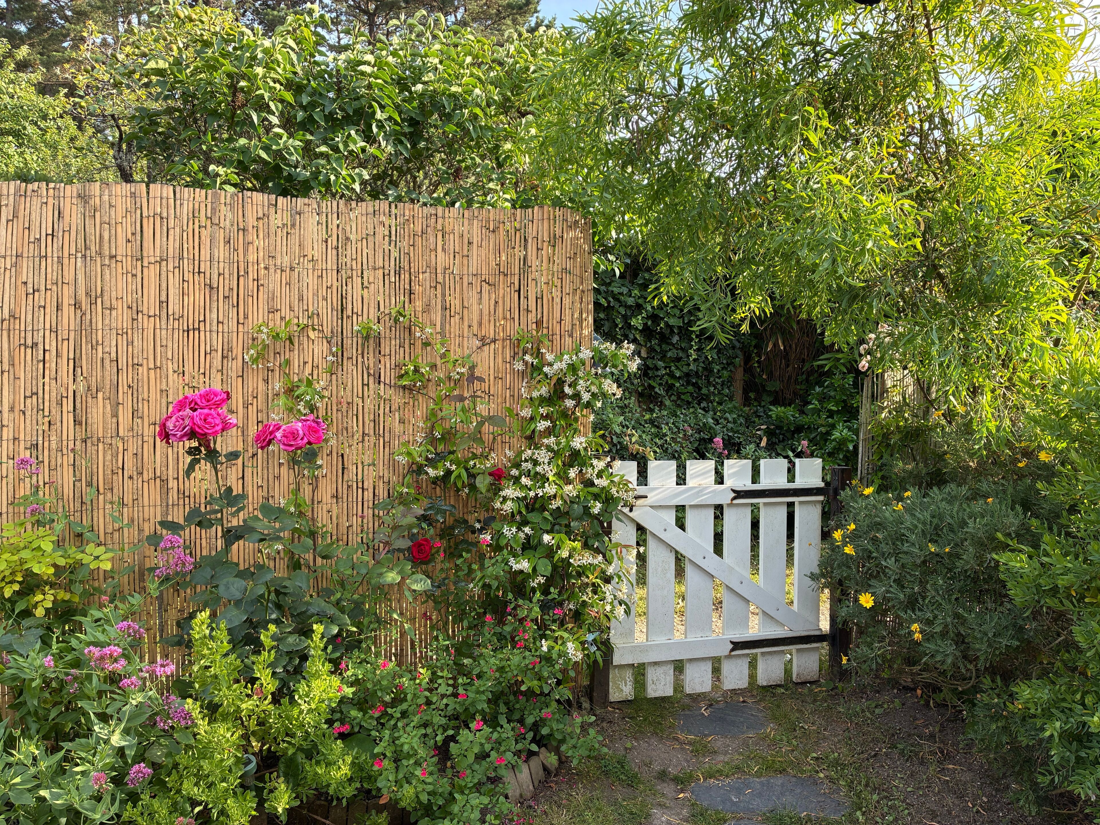 Een tuin met een bamboebeschoeijing, bloeiende planten en een wit hek.