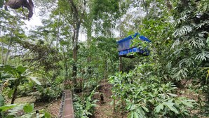 A suspension bridge in a forested area with a blue structure in the background. - Morpho - adventurous Treehouse with amazing 360 view with pool and wifi access (Limón)