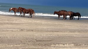 A beach with horses near the water. - Spacious 3-bedroom home with WiFi, smart TVs, in the peaceful 4x4 area of Corova (Corolla)