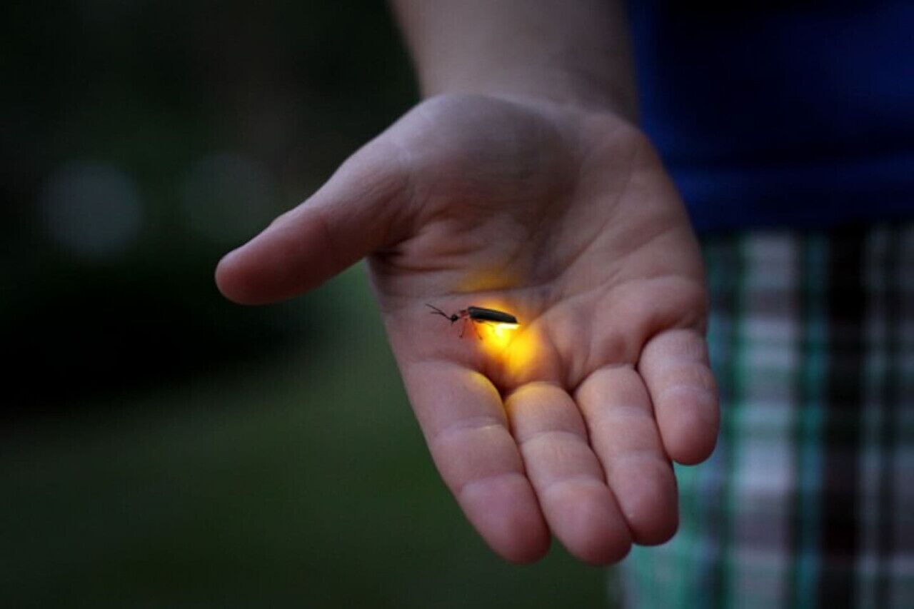 A hand holding a small insect.