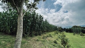Property grounds - Apartment on a spectacular farm. We are located 10 min from Antigua Guatemala.
 (Santa Lucía Milpas Altas,)