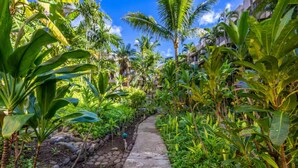 Un sentier bordé d’une végétation tropicale luxuriante et de palmiers.