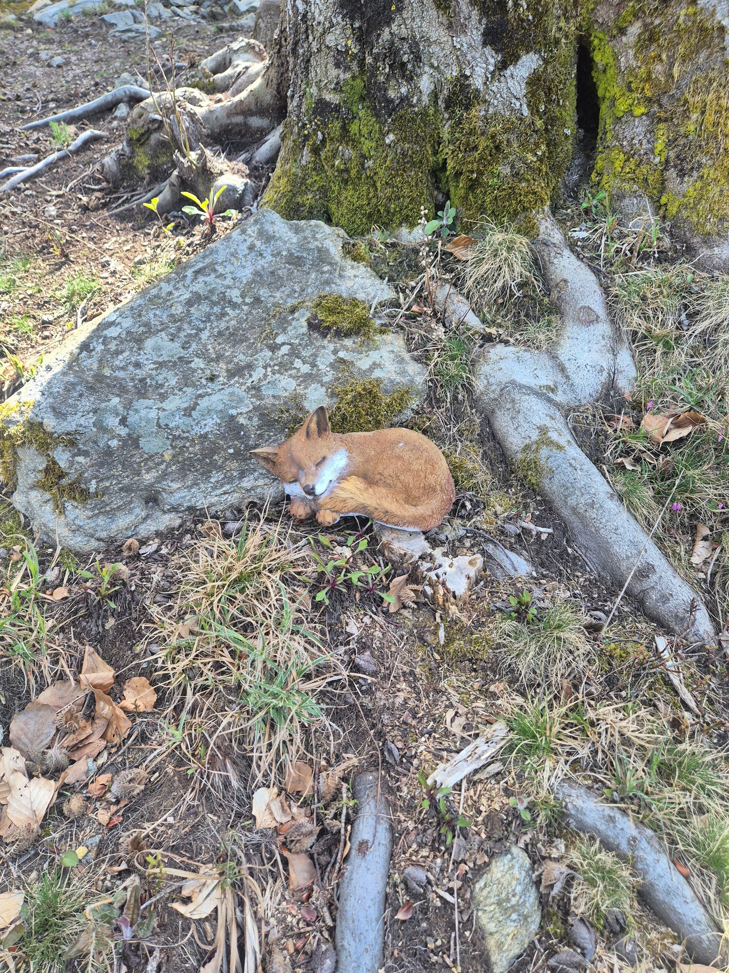 A fox resting on a moss-covered rock near a tree.