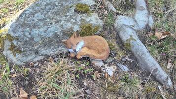 A fox resting on a moss-covered rock near a tree.