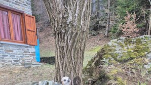 Un muro de piedra con una pequeña figura de animal asomándose.