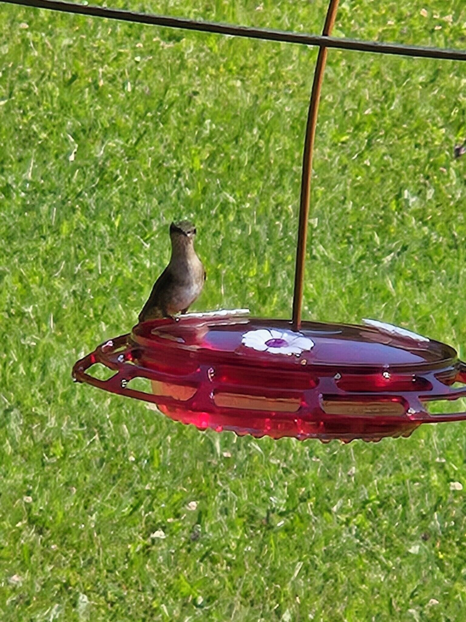 Un oiseau était perché sur un distributeur de nourriture rouge.