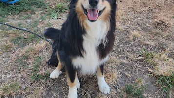 Animaux de compagnie acceptés