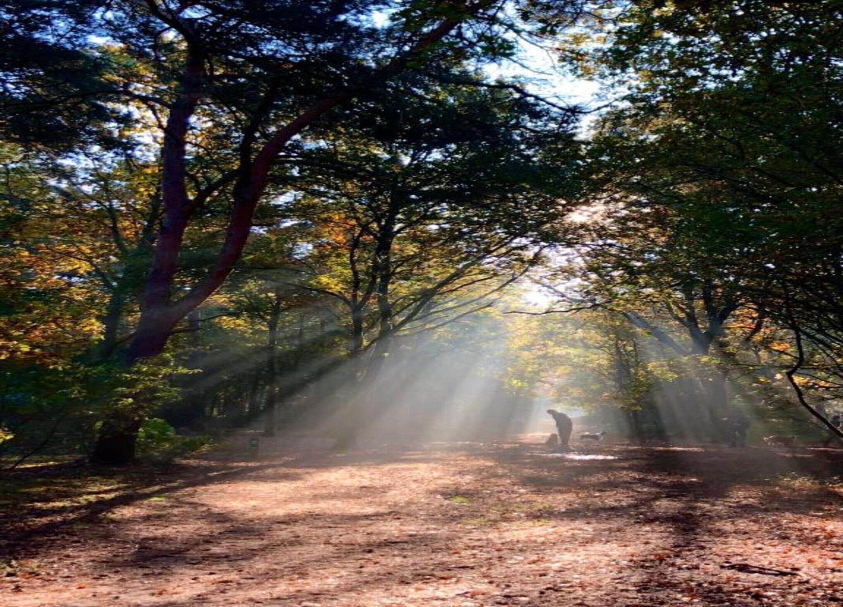 A forest path with sunlight filtering through trees.