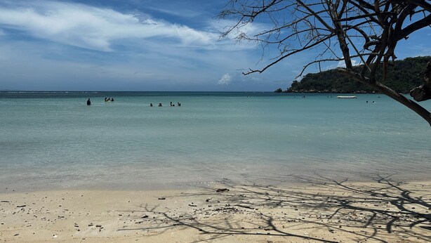 A beach with clear turquoise water, a sandy shore, and a tree branch in the foreground.