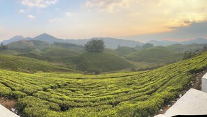 Una extensa plantación de té con campos en terrazas y montañas a lo lejos.