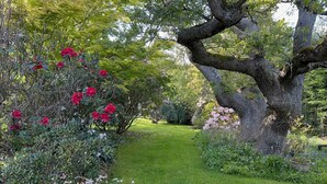 Un jardin avec un grand arbre, un sentier et diverses plantes et fleurs.