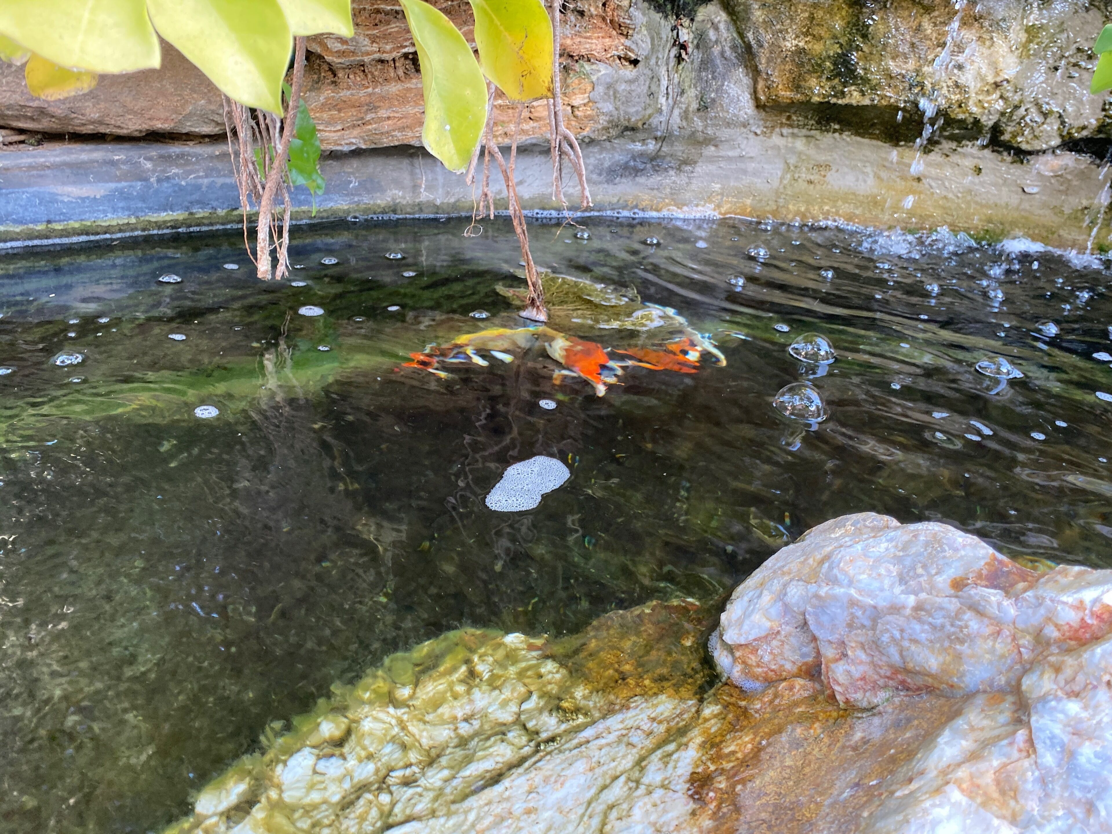 A clear pond with koi fish, rocks, and a waterfall.