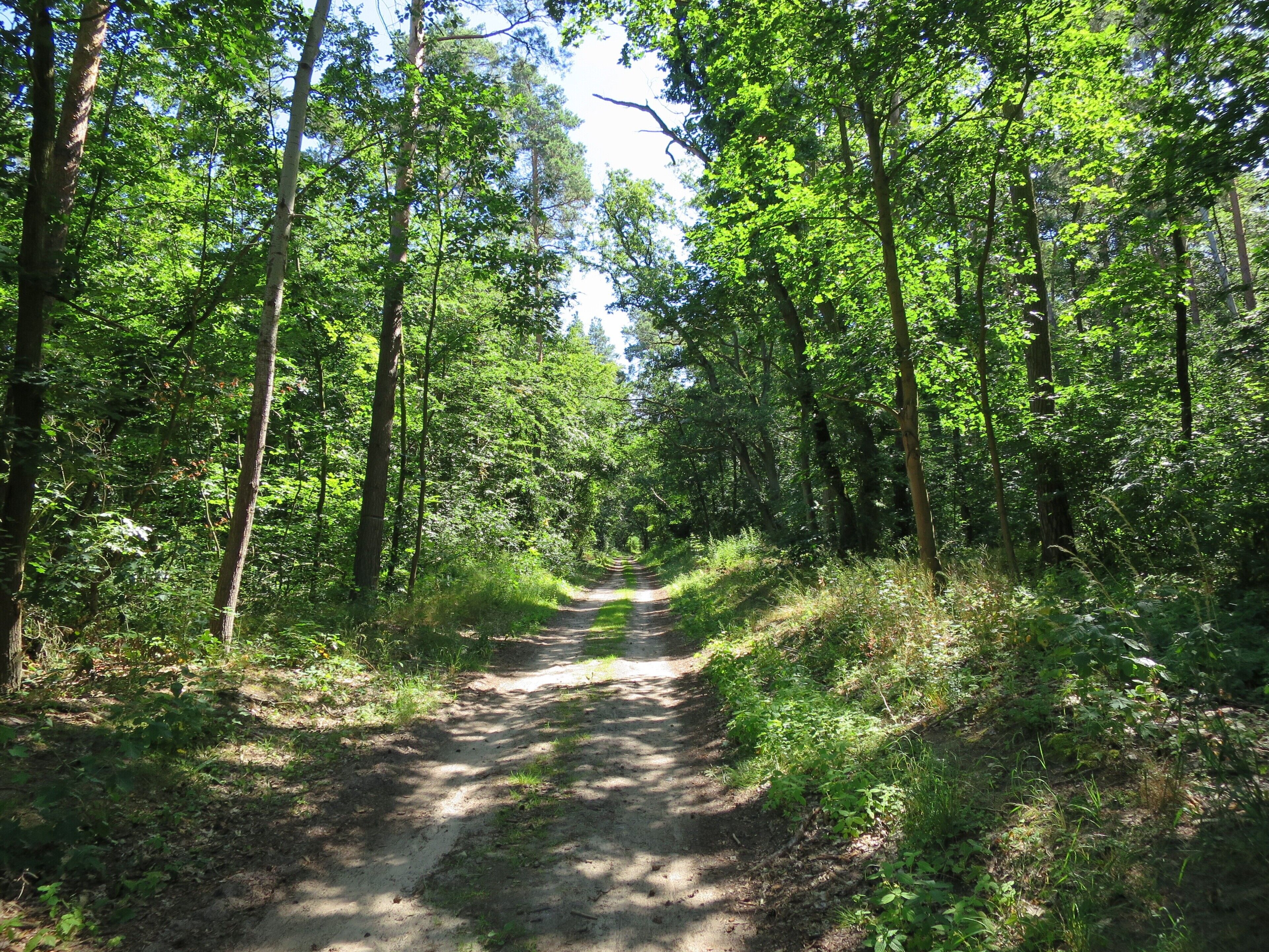 A forested path with trees on both sides.