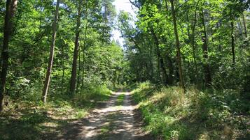 A forested path with trees on both sides.