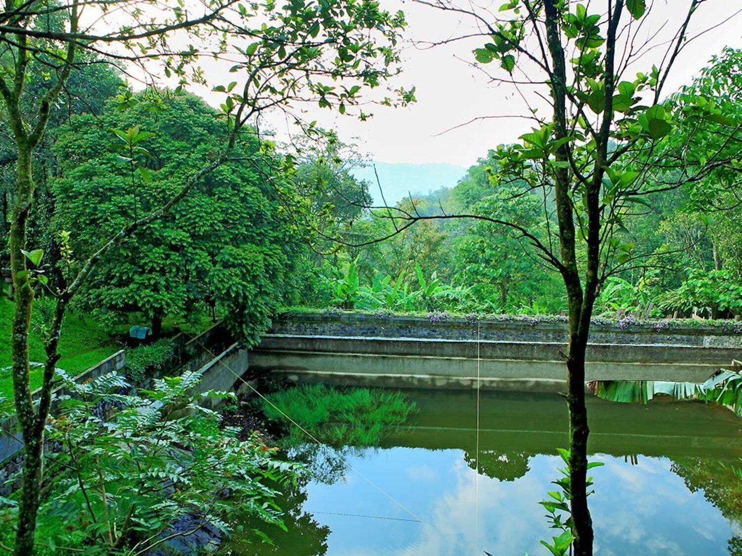 A serene pond surrounded by lush greenery and trees.