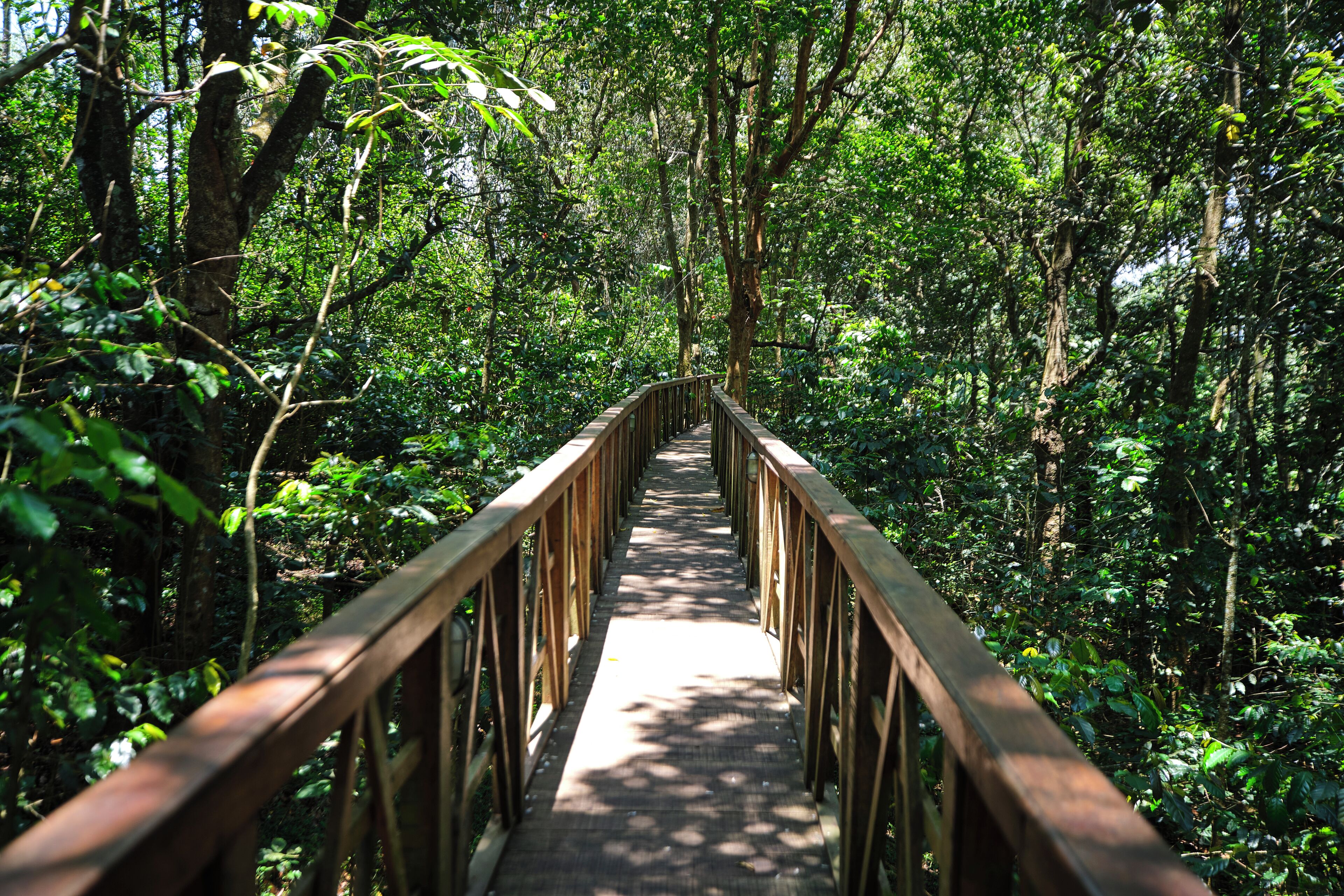 A wooden bridge in a forested area.