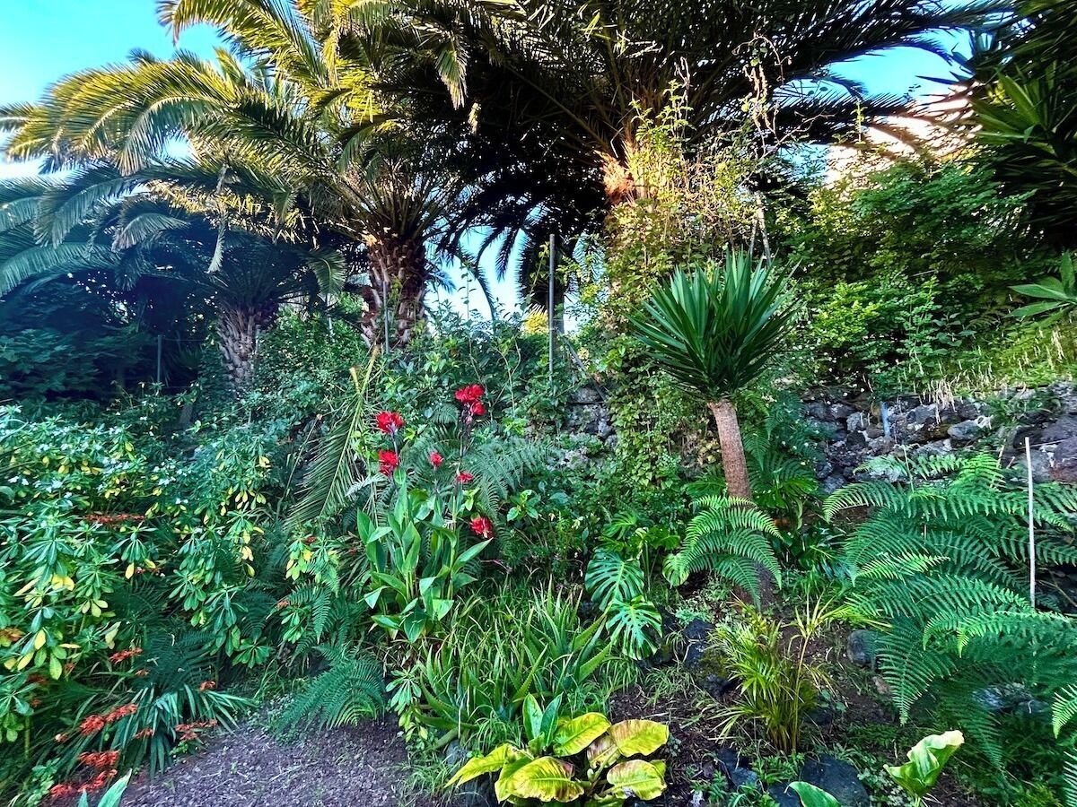 Un rigoglioso giardino con diverse piante e alberi, tra cui una palma particolarmente evidente.