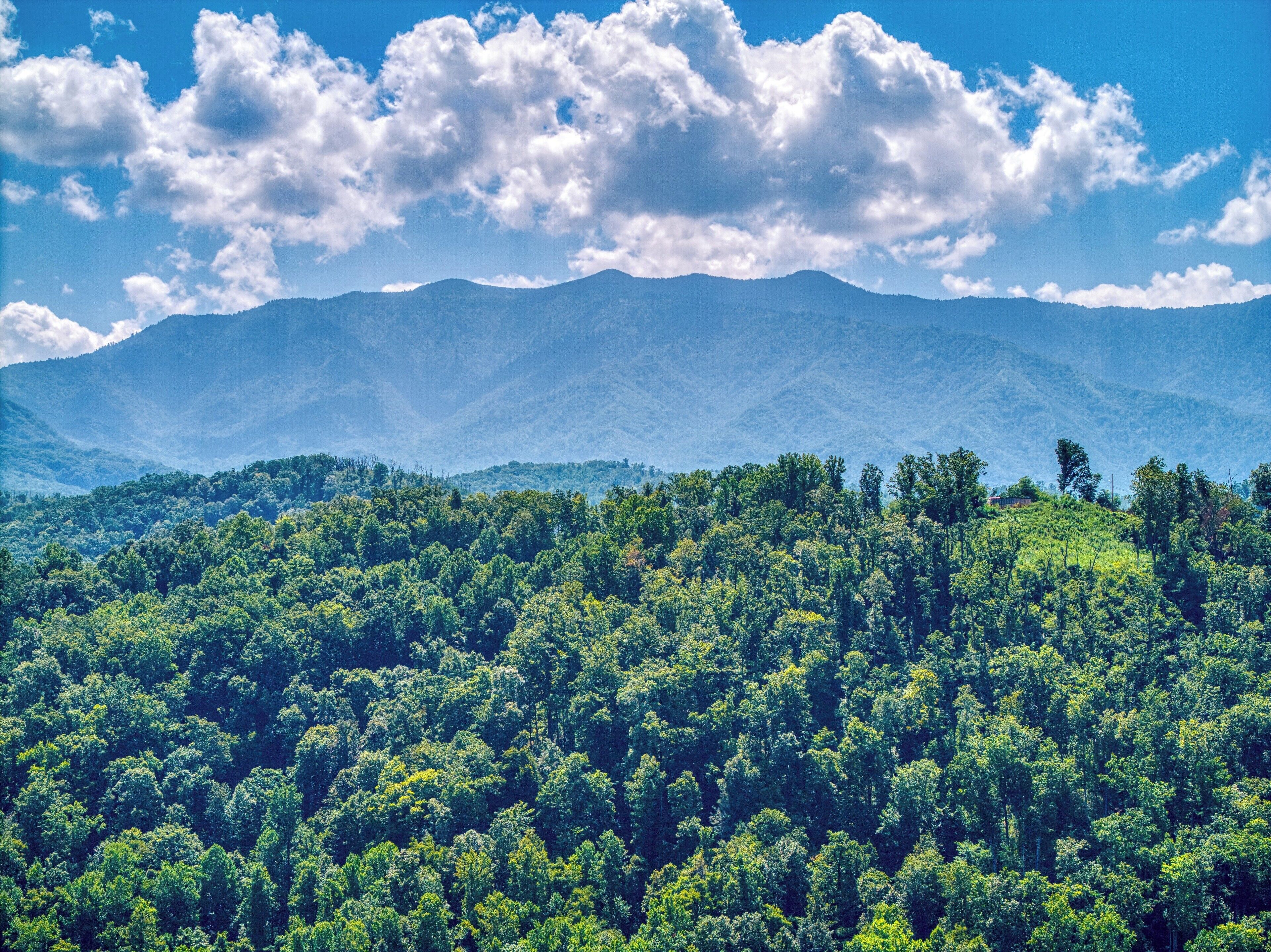 A dense forest with a mountain range in the background.