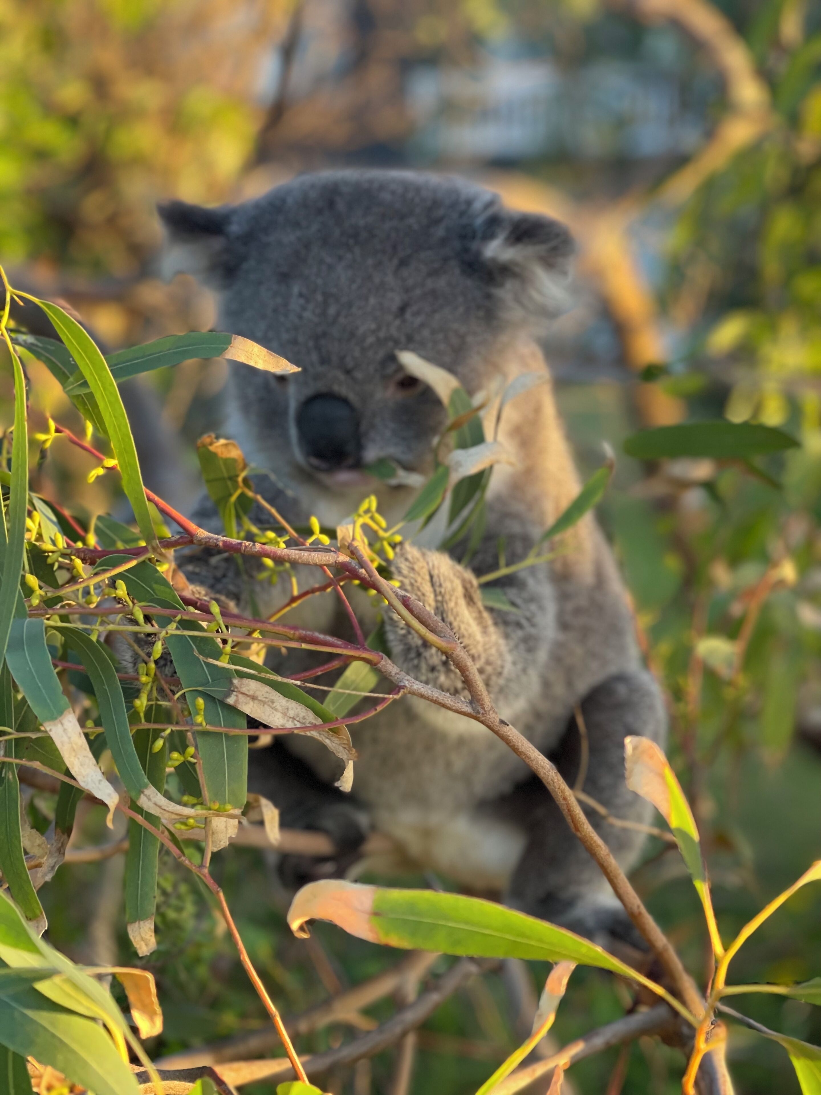 A koala in a natural setting with eucalyptus leaves.