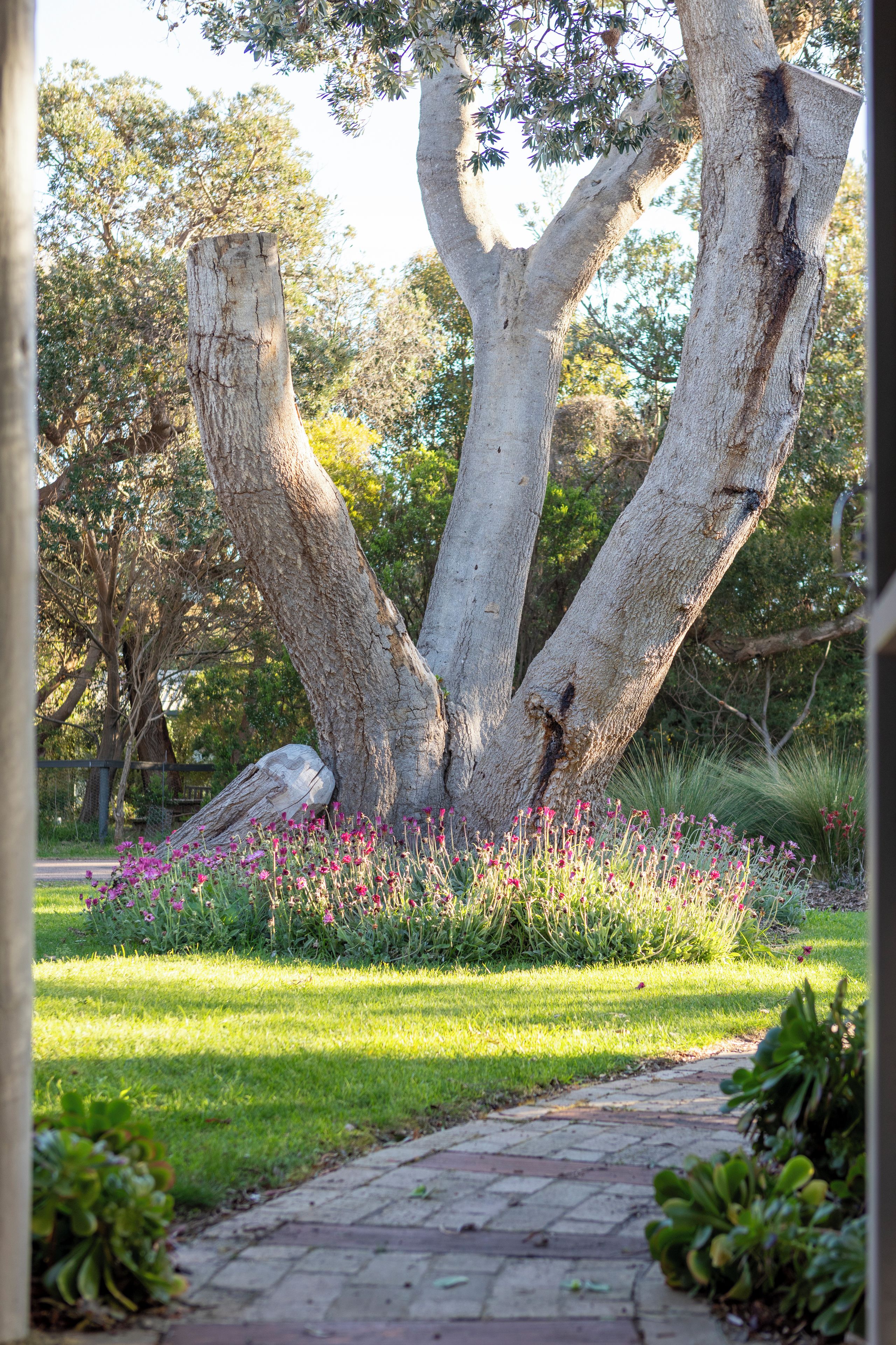 Un árbol con una estructura de tronco singular en un jardín ajardinado con un sendero pavimentado.