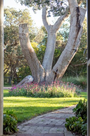 A tree with a unique trunk structure in a landscaped garden with a paved walkway. - Cosy Beach cabin (Sandy Point)
